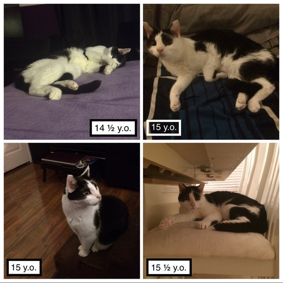 Pandy-Poo, my fur angel: 9/1/2003 - 11/11/2019๐ข๐ญ - Picture 3 of 8